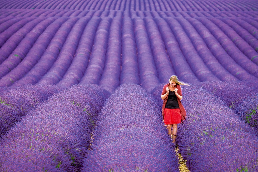 A young woman standing alone between rows of purple lavender in bloom in a field on the Plateau de Valensole near Puimoisson, Provence-Alpes-Côte d'Azur, France
